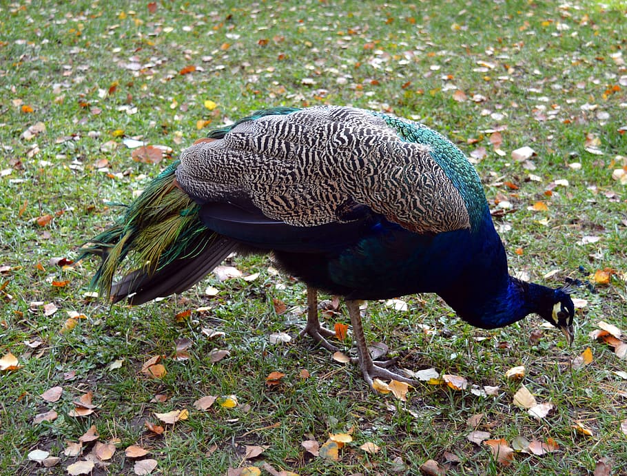 Peacock, Galliformes, Pavo Cristatus, bird, ornamental birds, HD wallpaper