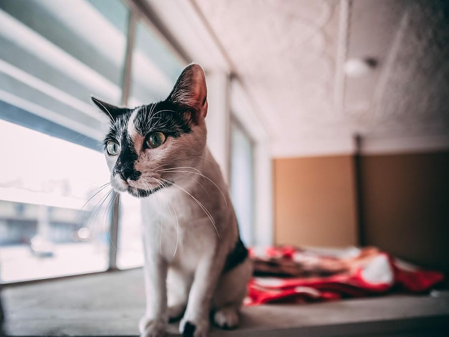 close up photo of white and black cat, selective focus photography of white and gray cat HD wallpaper