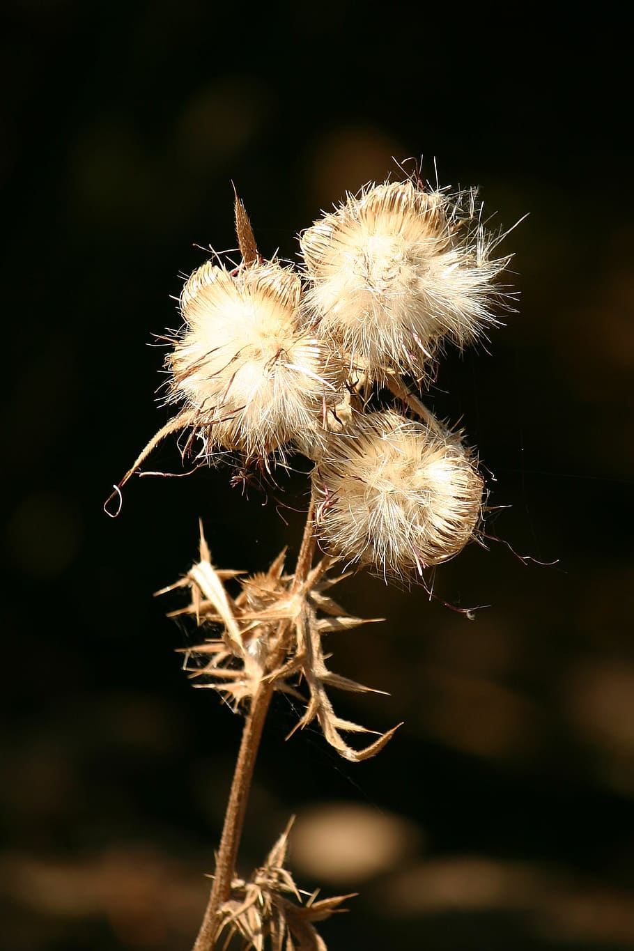 Thistle, Light, Contrast, Autumn, dandelion, nature, plant HD wallpaper