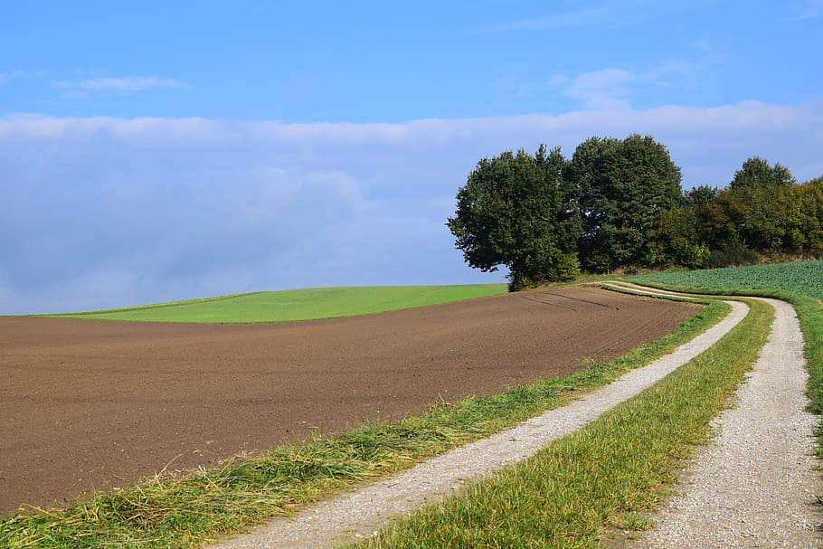 brown field near trees, landscape, nature, away, fields, corridors HD wallpaper