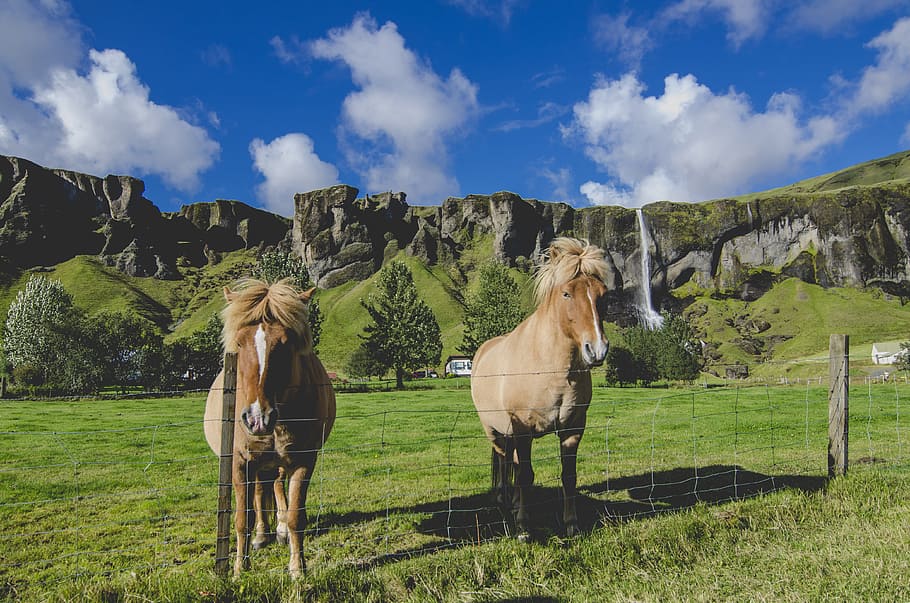 two brown horses standing near fence on grass field, two brown horse on green ricefield