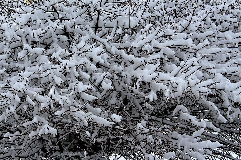 Winter, Snow, Tree, Wintry, Snowy, nature, cold - Temperature HD wallpaper