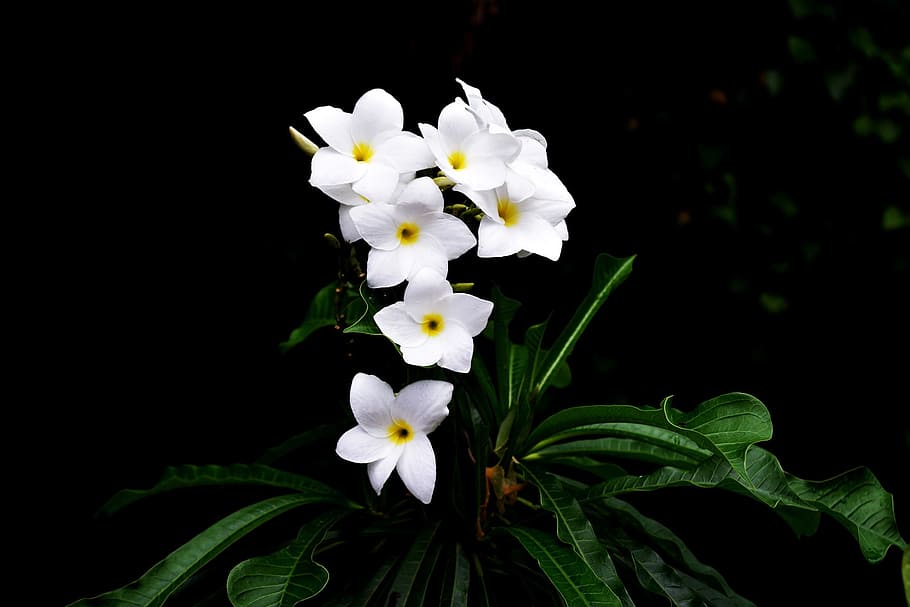 flower, in, white, flowering plant, freshness, fragility, petal HD wallpaper