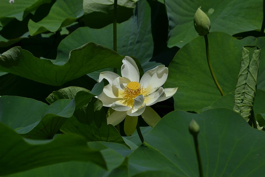 Lotus, Flower, Single, Special, Love, prayer, first bloom, impermanence HD wallpaper