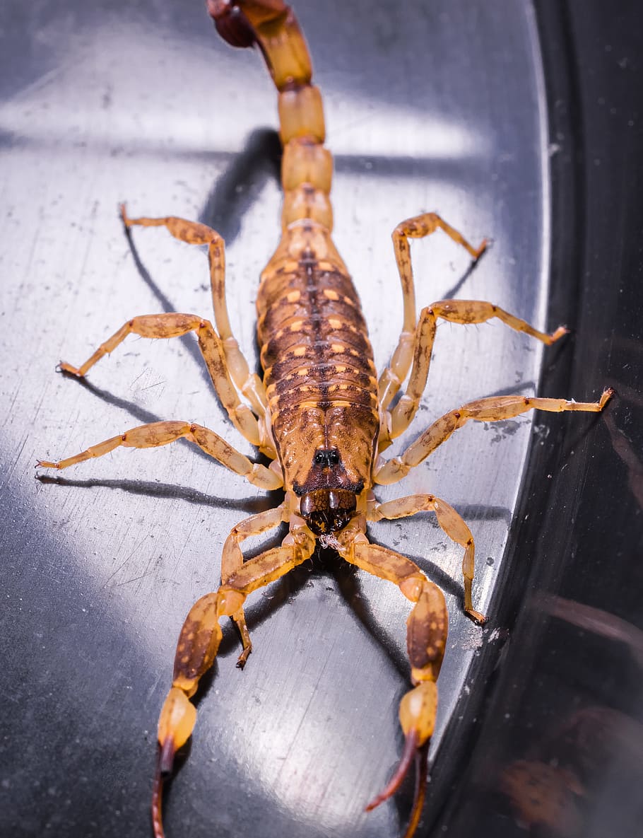 Scorpio, Arachnid, Brown, Toxic, one animal, animal wildlife HD wallpaper