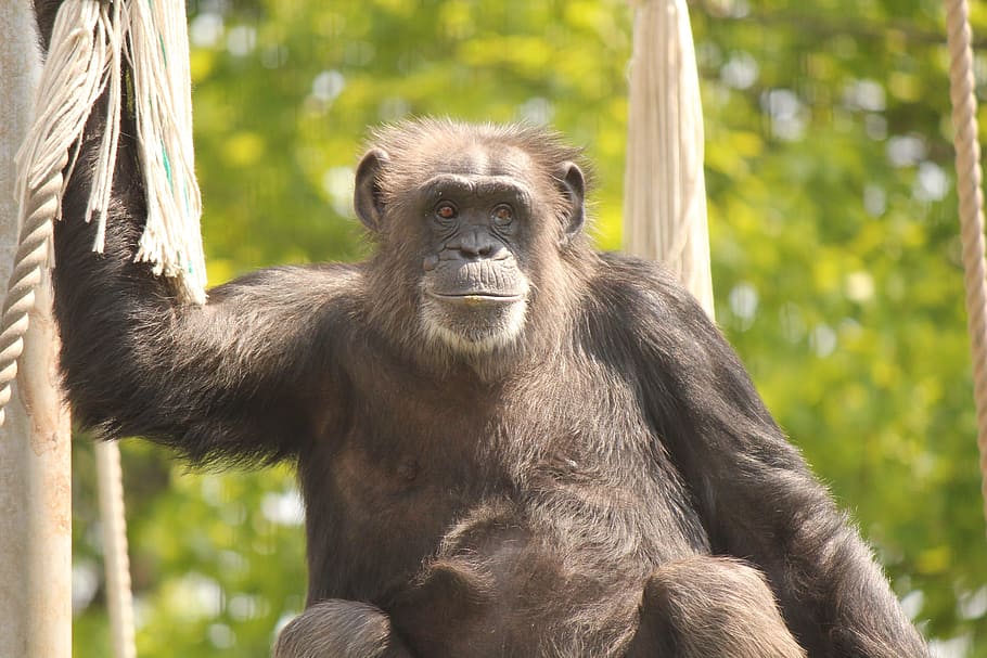 chimp, animal, zoo, monkey, primate, animal wildlife, mammal HD wallpaper