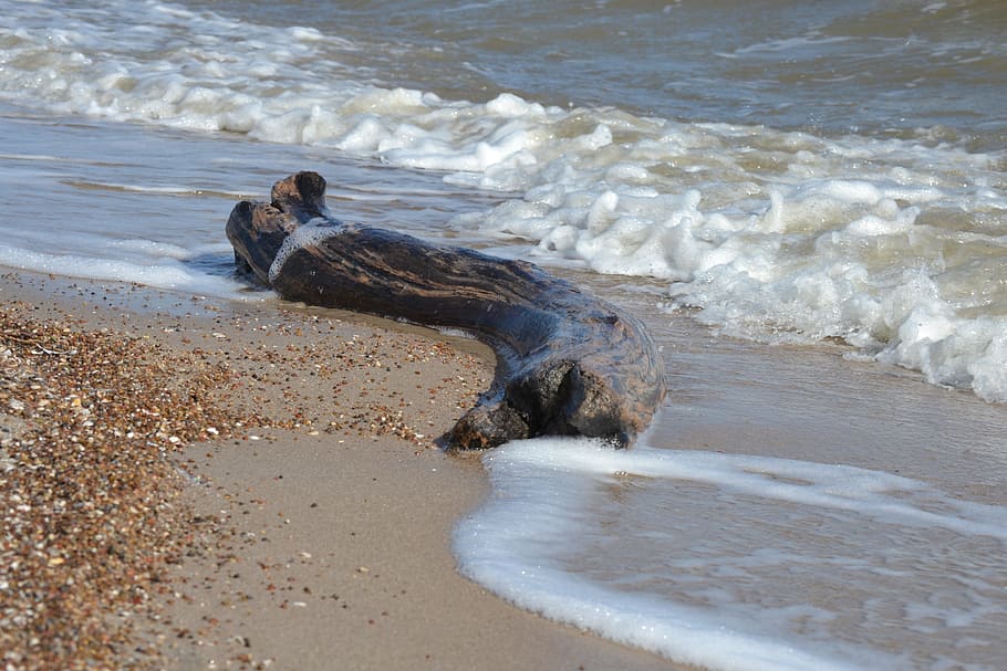 ocean, driftwood, log, beach, shore, landscape, natural, wave HD wallpaper