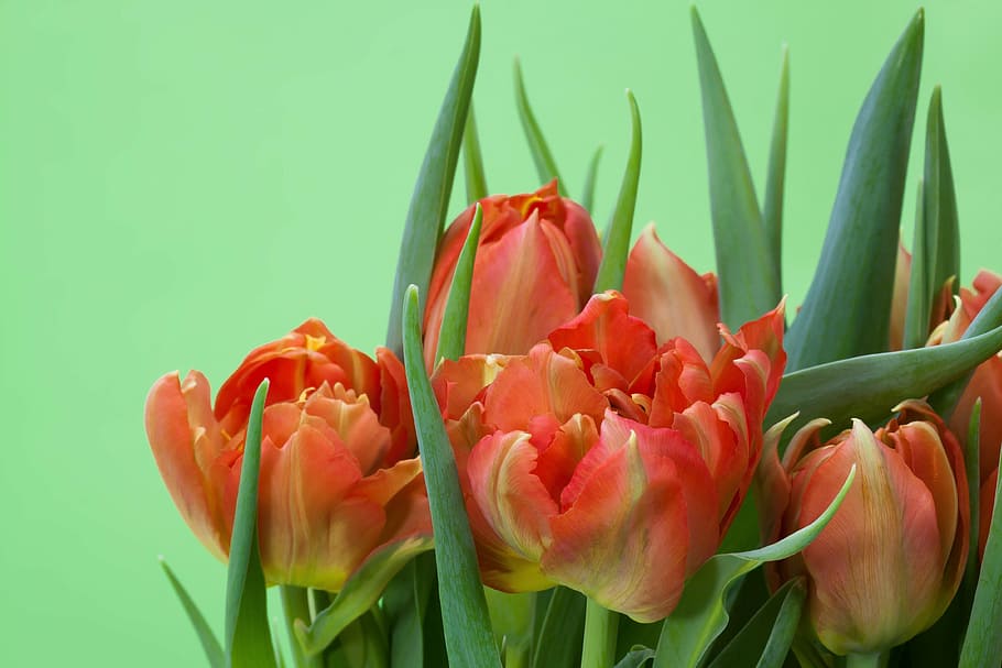 tulips, bouquet, spring, nature, flowers, schnittblume, blossom HD wallpaper