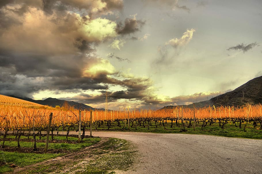Vineyard, Strain, Winery, Grape, agriculture, rural scene, cloud - sky HD wallpaper