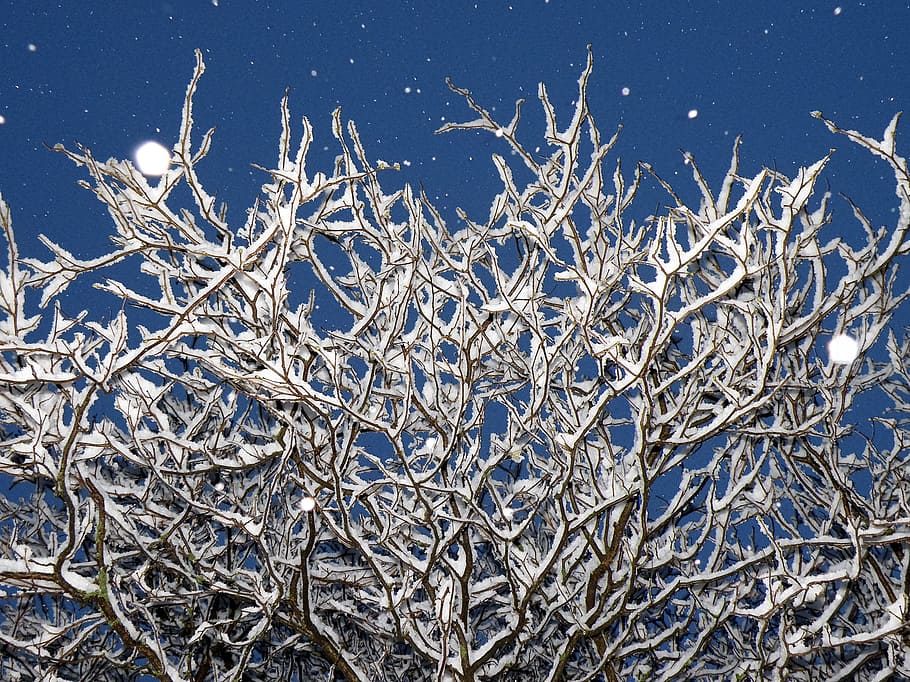 nature, winter, desktop, snow, cold temperature, frozen, plant HD wallpaper