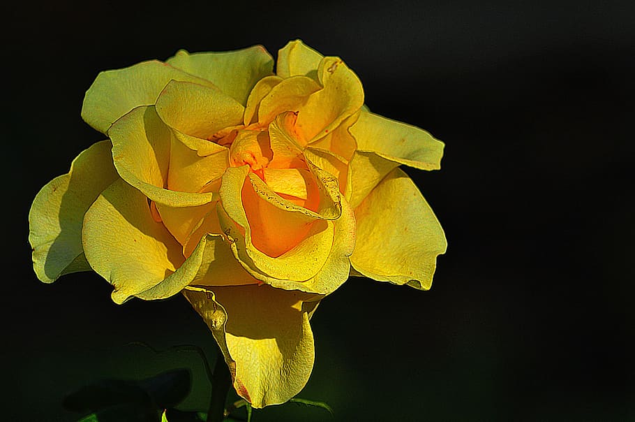 rose, black background, yellow, flower, flowering plant, petal HD wallpaper