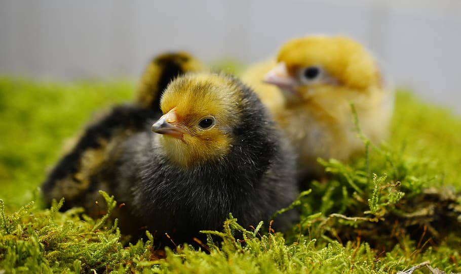 shallow focus photography three black chicks, hatched, young animal HD wallpaper