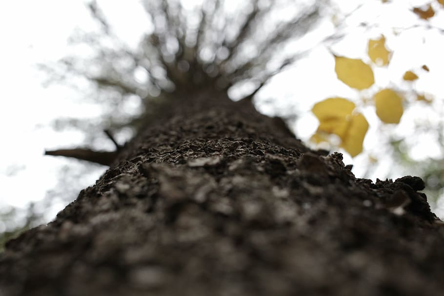 worm's eye view of a leafless tree, bark, brown, forest, trunk HD wallpaper