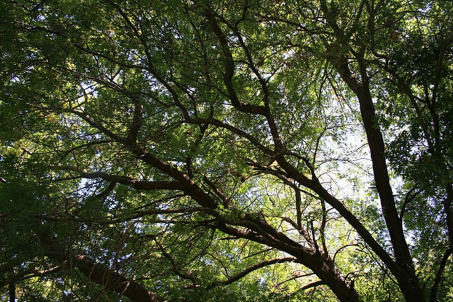 oak tree, majestic, old, grand, big, shade, park, plant, low angle view HD wallpaper