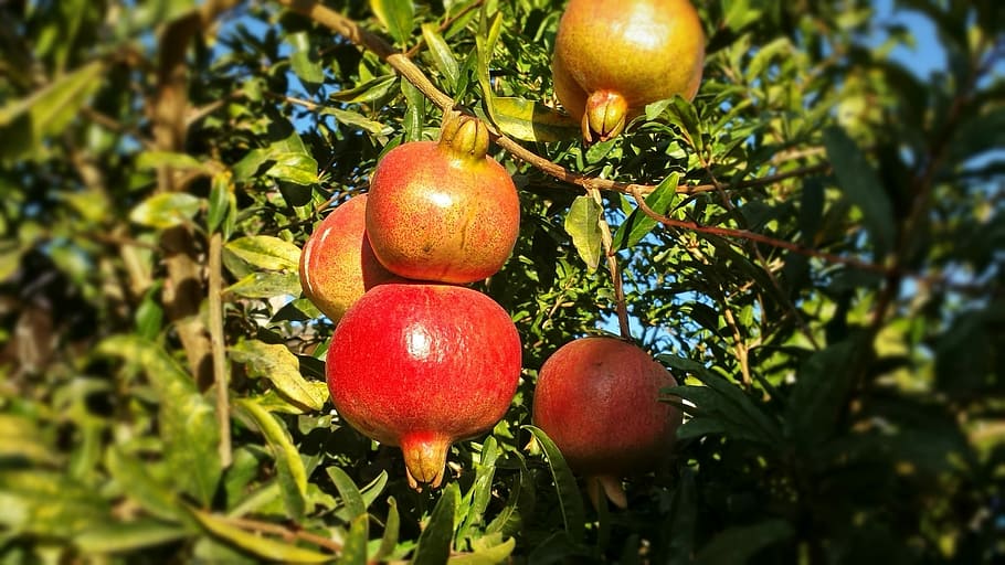 Fruit, Pomegranate, Healthy, Food, red, fresh, organic, natural, HD wallpaper