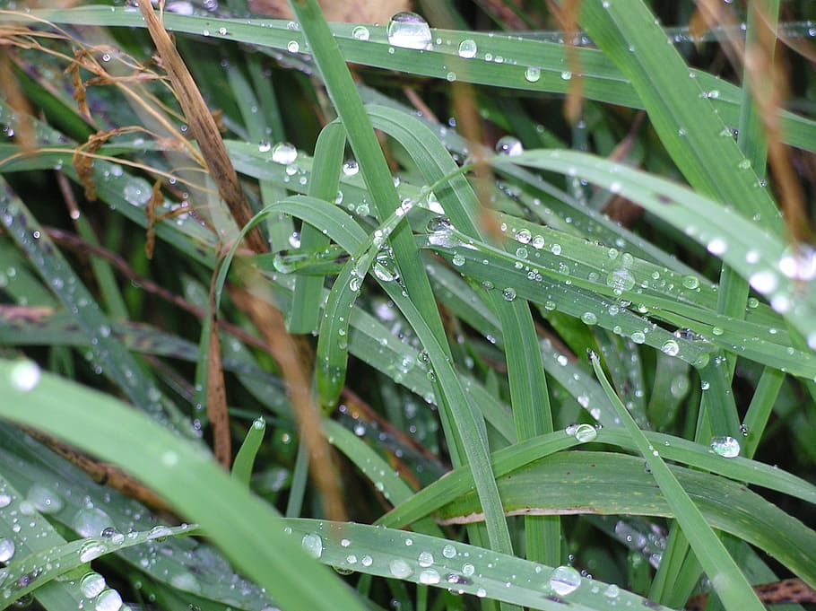 rosa, grass, after the rain, raindrops, nature, land, wet, water HD wallpaper