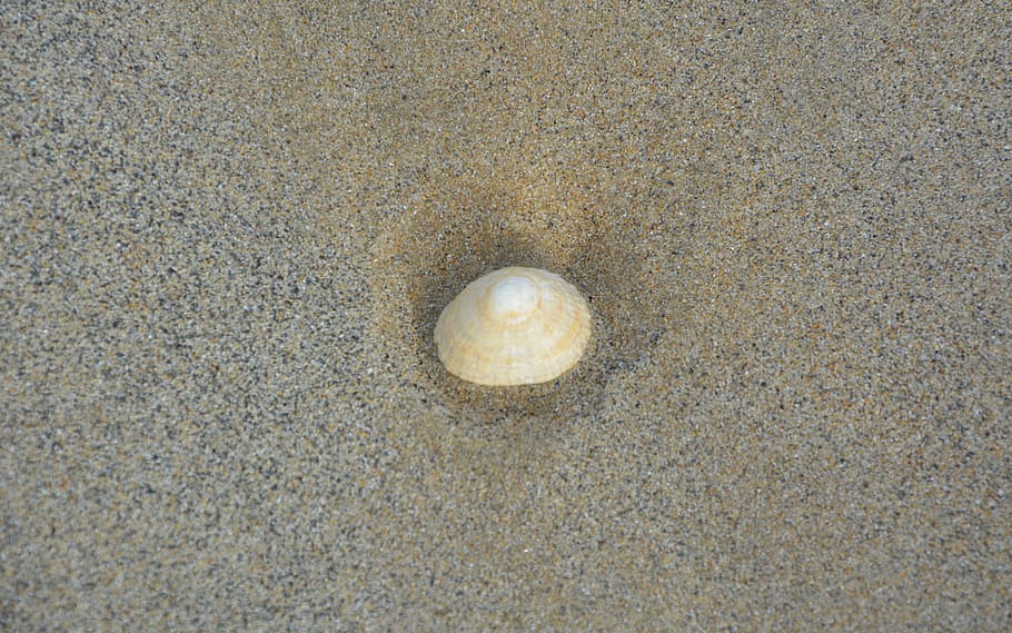 seashell sand, beach, nature, holiday, seascape, summer, france HD wallpaper