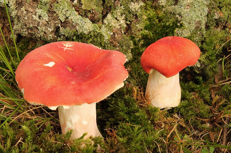 mushrooms, fungus, toadstool, pair, stand, fungi, grow, red HD wallpaper