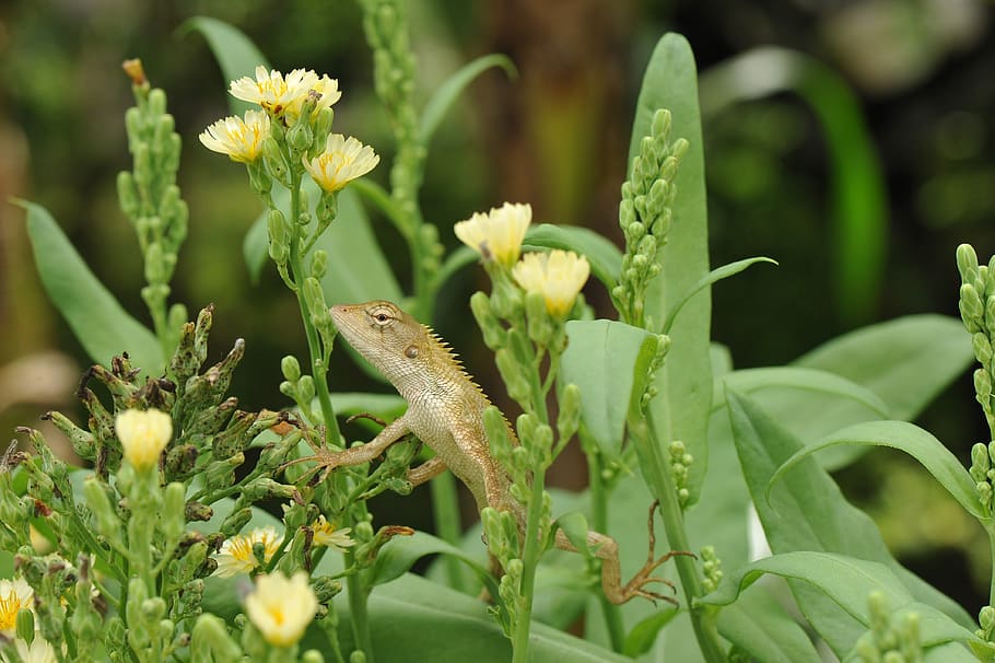 lizard, plants, flowers, macro, eye, exotic, wildlife, animal HD wallpaper