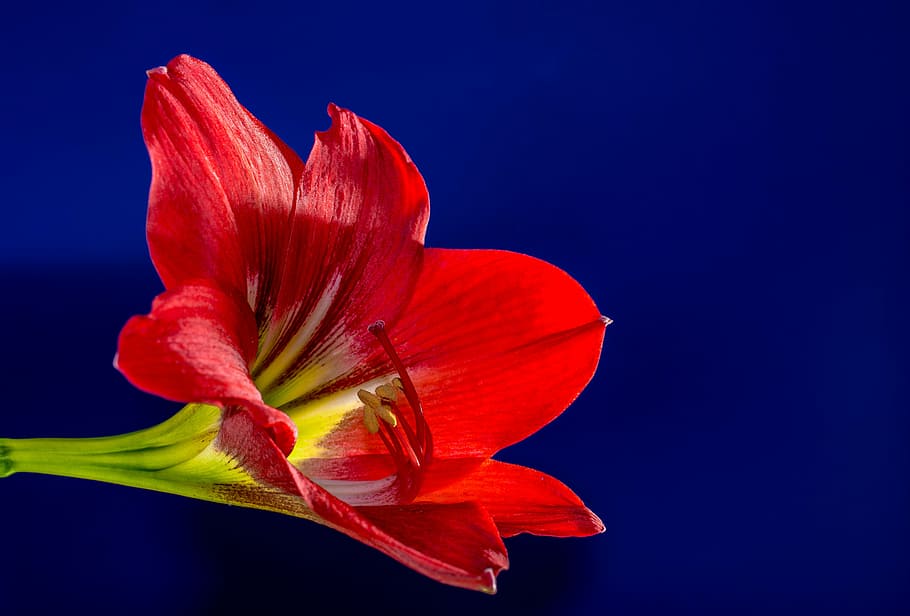 blossom, bloom, flower, red, flowering plant, freshness, petal HD wallpaper