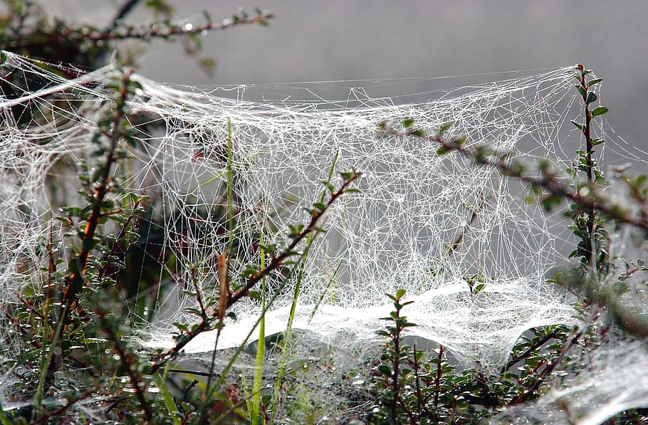 Cobweb, Winter, Frost, Cold, Hoarfrost, nature, water, no people HD wallpaper