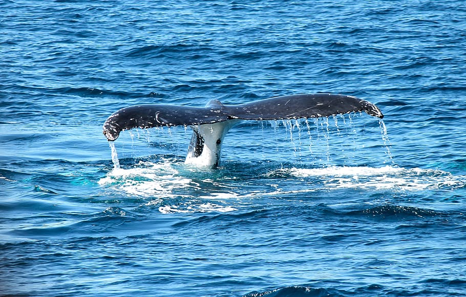 whale's tale flapping, ocean, marine, maritime, sea, sea mammal, HD wallpaper