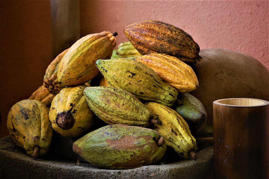 cacao, cacao tour, belize, food and drink, healthy eating, freshness HD wallpaper