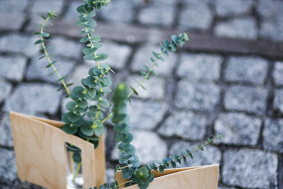 Miniature green plants in small glasses on cobblestone, bricks HD wallpaper