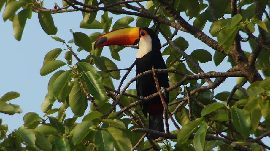 Bird, Animals, Tatu, Nature, tropical birds, tree, branch, leaf HD wallpaper