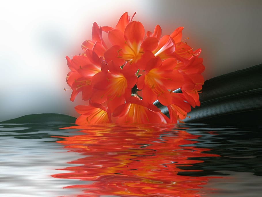 clivia, flower, red, bright, real, flowering plant, freshness HD wallpaper