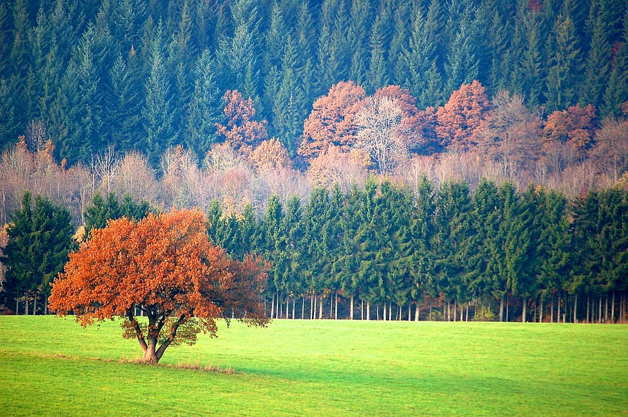 scenery, valley, scenic, view, countryside, tree, nature, autumn HD wallpaper