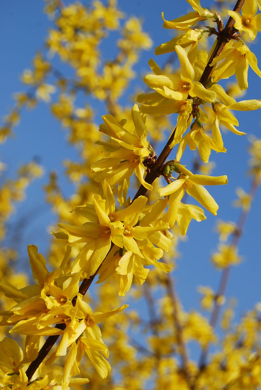 Tree, Yellow, Flower, Yellow, Spring, yellow flower, nature HD wallpaper