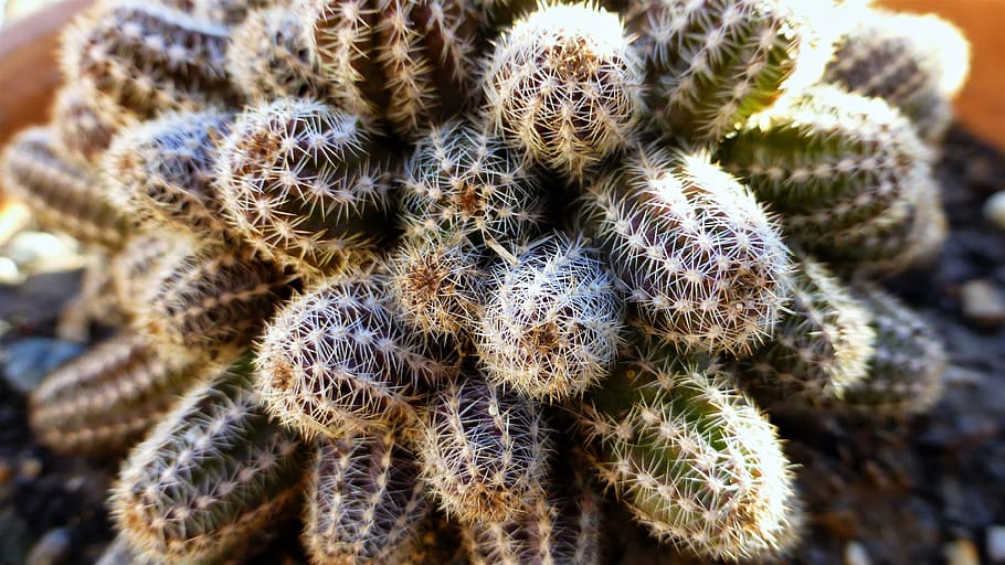 cactus, nature, thorn, sharp, close up, no people, succulent plant HD wallpaper