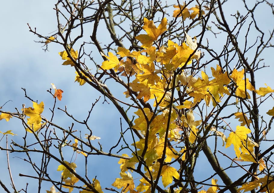maple, maple tree, maple leaves, autumn, last leaves, emerge HD wallpaper