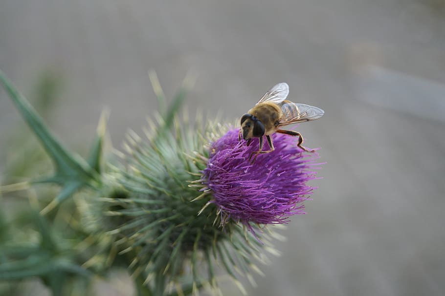 bee, insect, blossom, bloom, close, pollination, animals, nature HD wallpaper