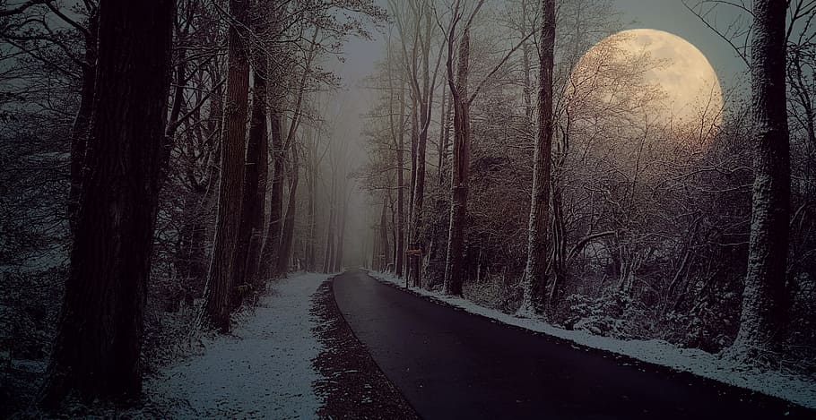 trees and moon during nightime, road, avenue, winter, fog, snow