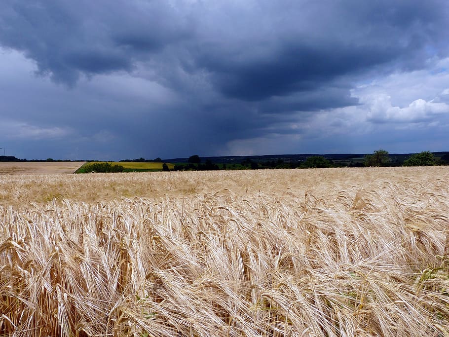 field, landscape, dark clouds, threatening, cloud - sky, agriculture HD wallpaper