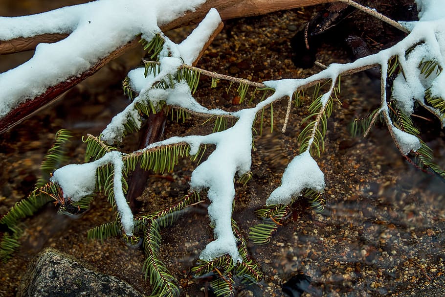 Fir Leaves Covered in Snow, clear, close-up, cold, color, dark green HD wallpaper