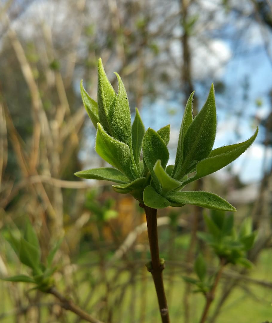 bud, plant, nature, close, spring, green, sprouts, growth, green color HD wallpaper