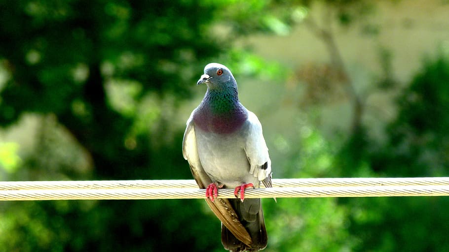 pigeon, bird, nature, animal themes, vertebrate, one animal HD wallpaper