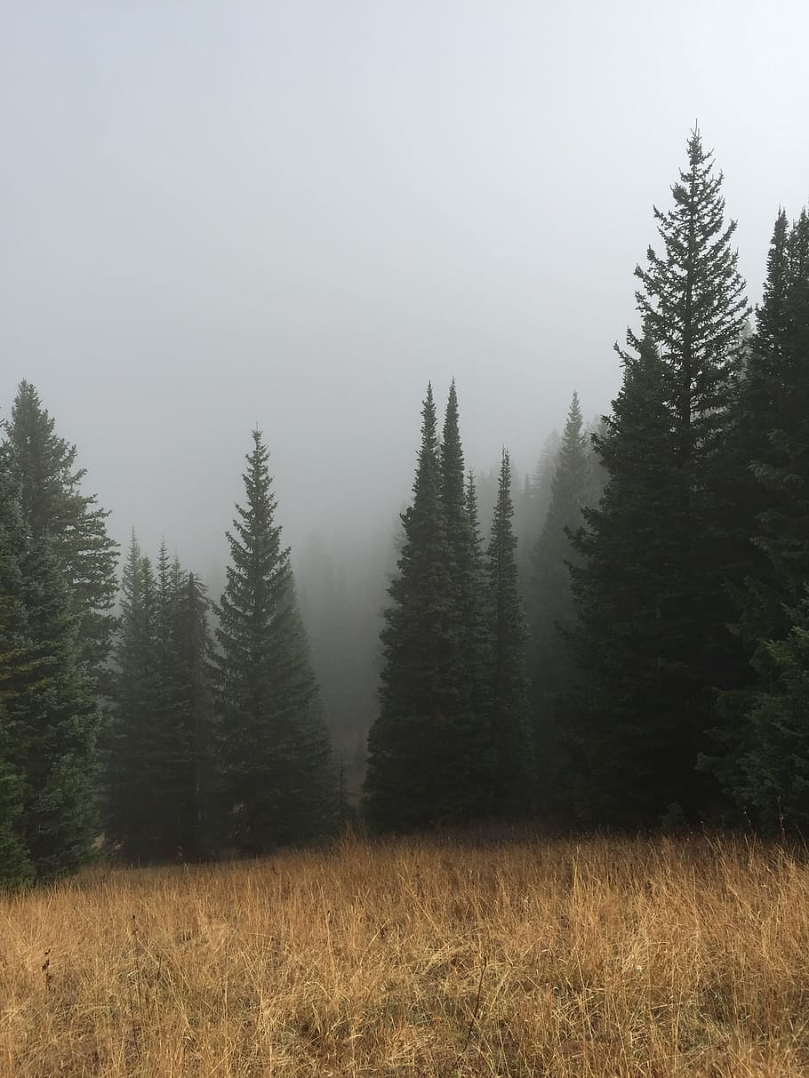 green pine trees below a cloudy sky, landscape photo of pine trees HD wallpaper