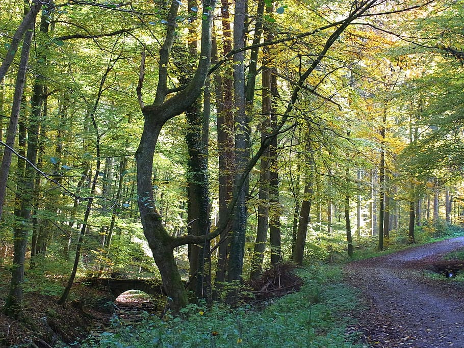 Forest, Nature, Tree, Environment, Leaves, nature tree, woodland HD wallpaper