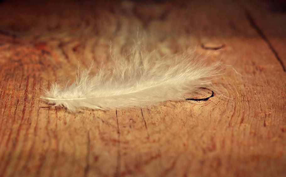 close-up photo of white feather, airy, slightly, tender, wood floor HD wallpaper