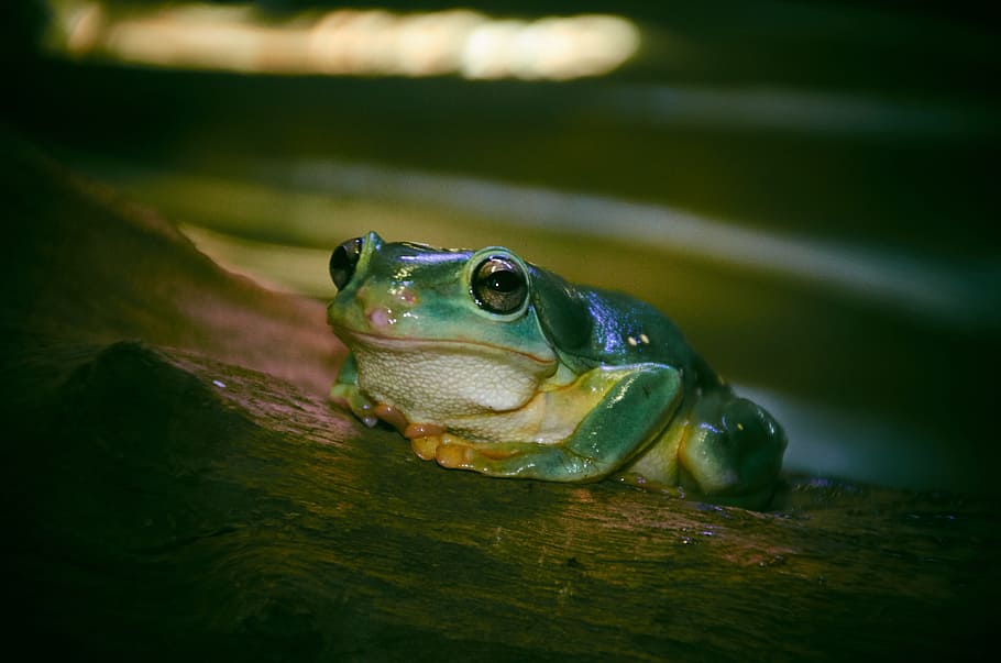 Green, Frog, Tree, Amphibian, Nature, wildlife, close, wetland HD wallpaper