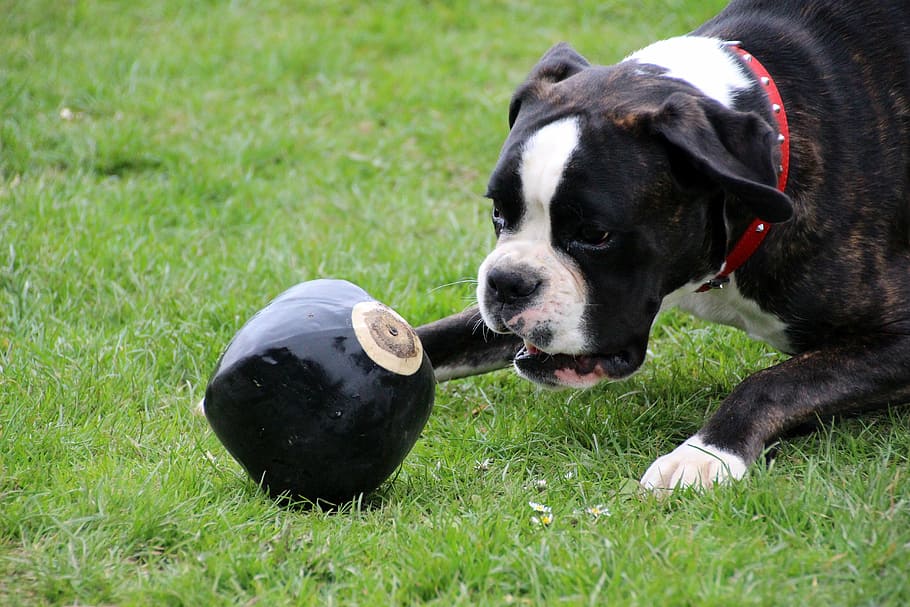 dog, boxer, pet, black and white, play, ball, skip to the ball, HD wallpaper