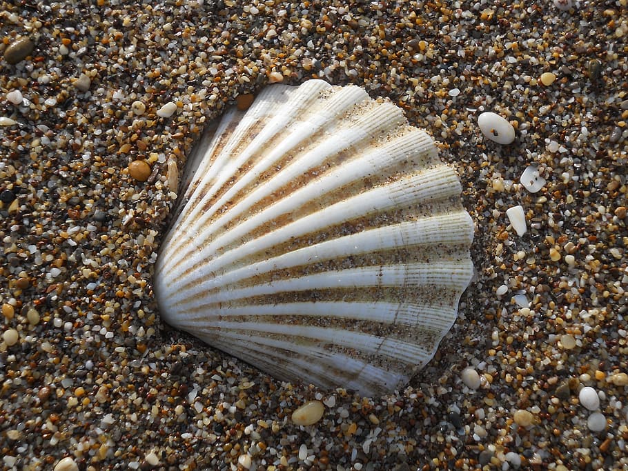Shells, Beach, White, Waterfront, Nature, sea, sea life, animal HD wallpaper