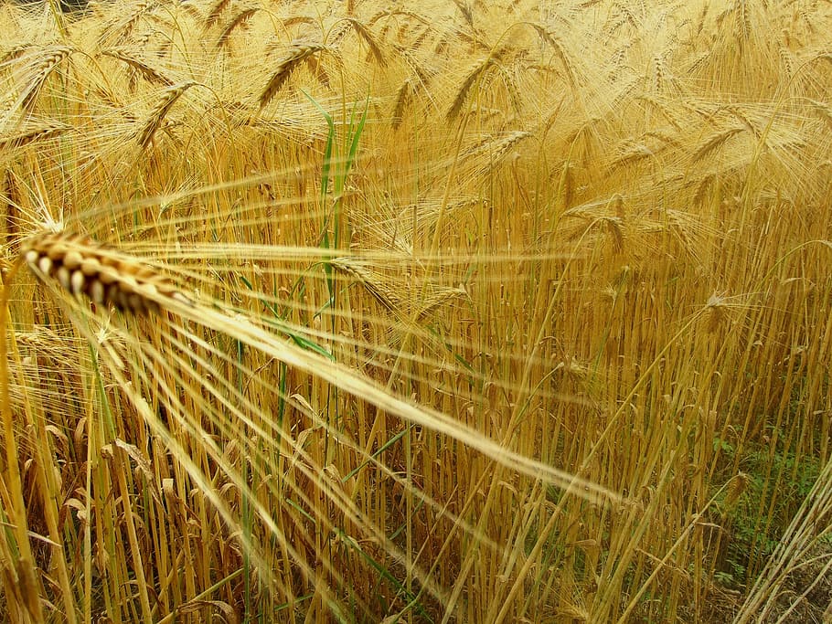 wheat, epi, field, plant, growth, land, agriculture, cereal plant HD wallpaper