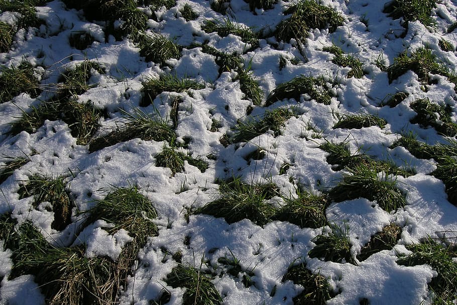 nature, snow, plant, beauty in nature, cold temperature, growth HD wallpaper