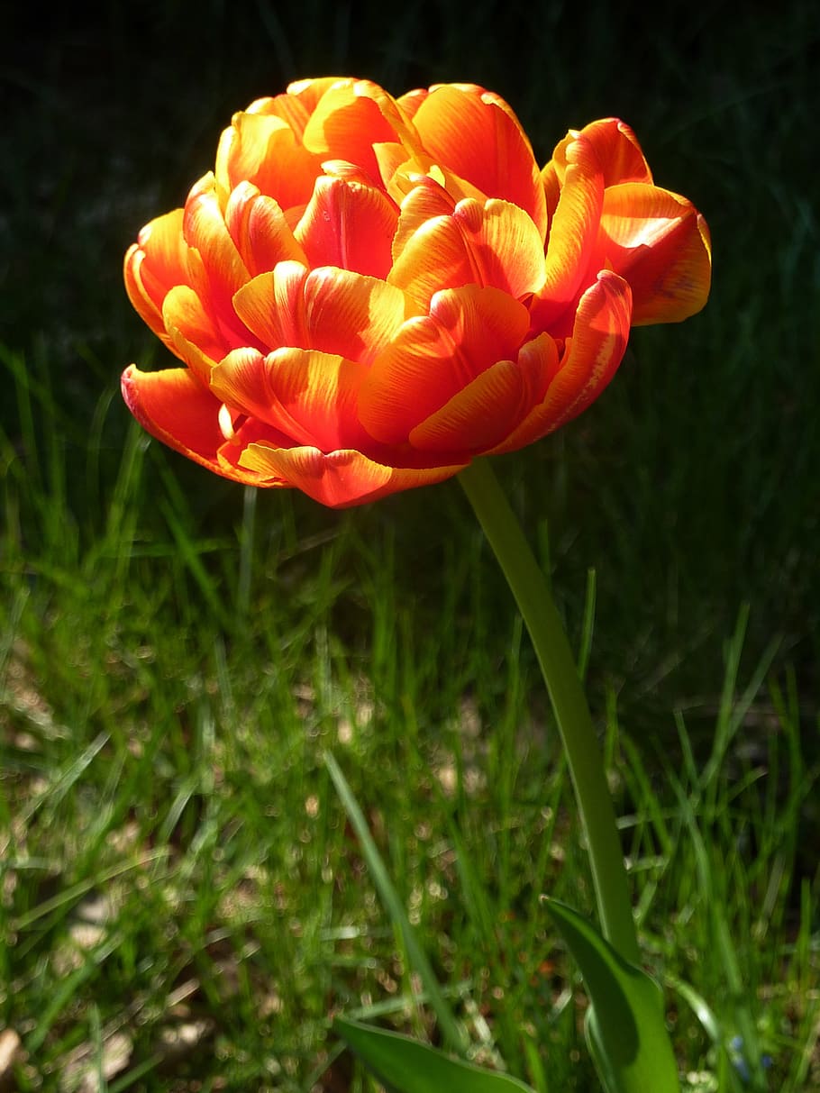 spring, flower, orange, garden, nature, petals, flowering, flowering plant HD wallpaper