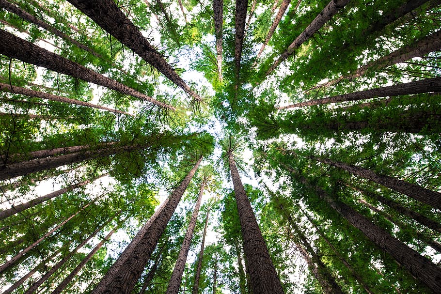 low angle photography of green trees, low angle of tall green tress HD wallpaper